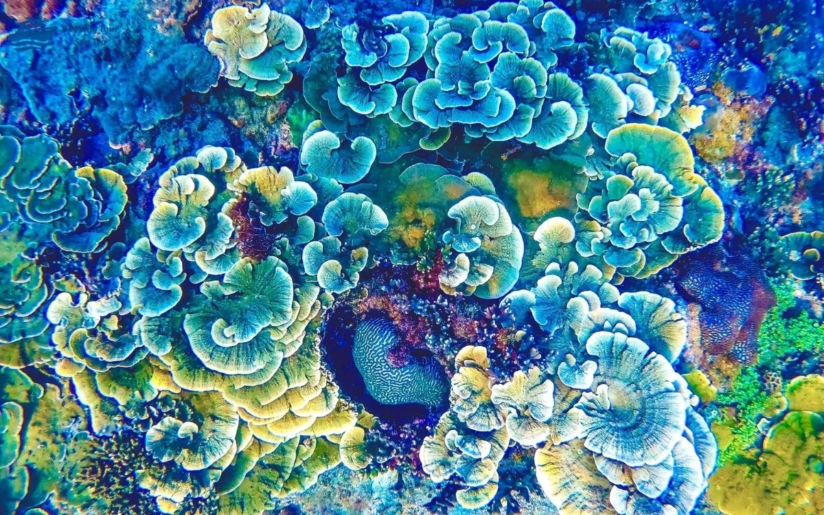 bãi Rạng Sơn Trà