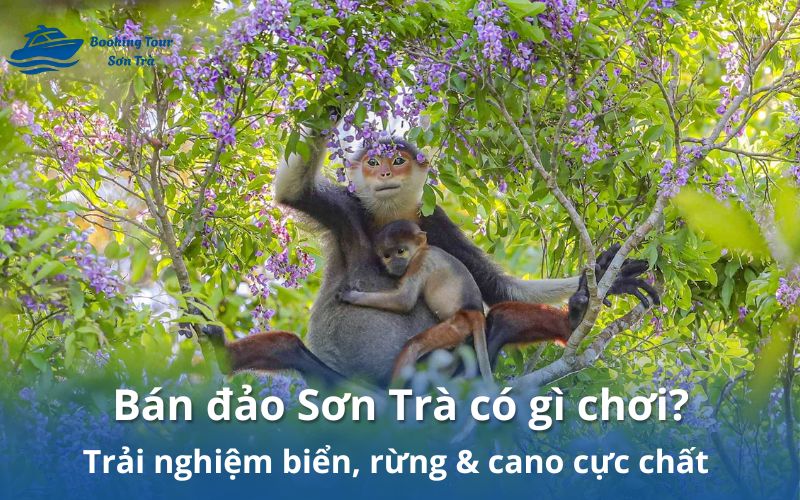 Bán đảo Sơn Trà có gì chơi? Trải nghiệm biển, rừng & cano cực chất