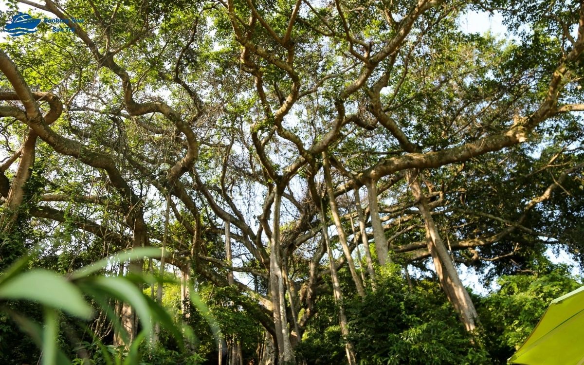 Cây đa ngàn năm ở bán đảo Sơn Trà là cây đa di sản