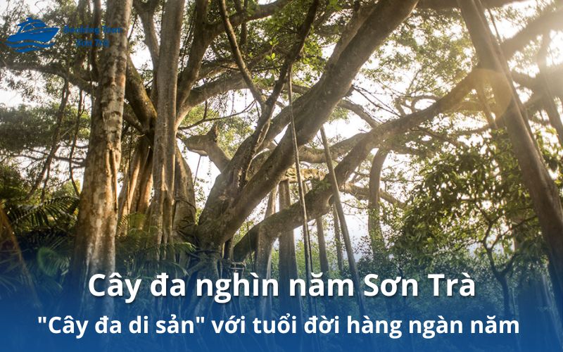 cây đa nghìn năm sơn trà