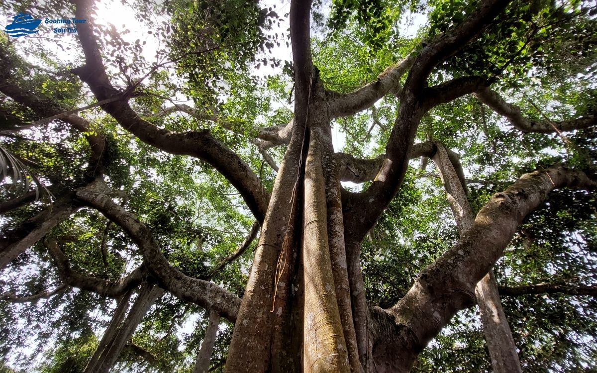 cây đa nghìn năm Sơn Trà
