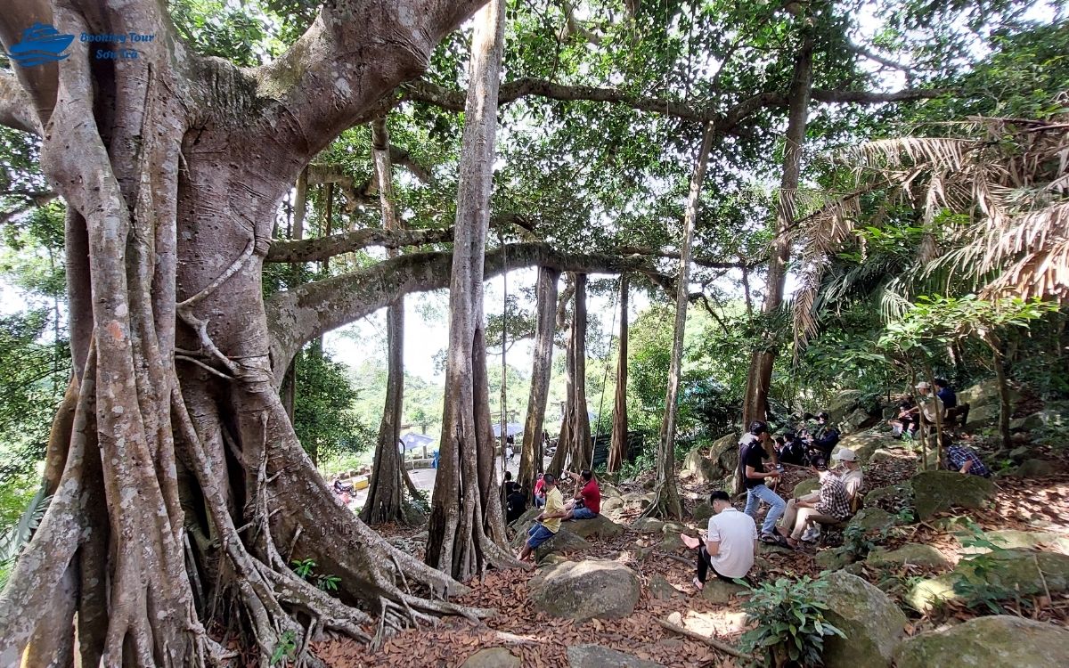 cây đa bán đảo Sơn Trà