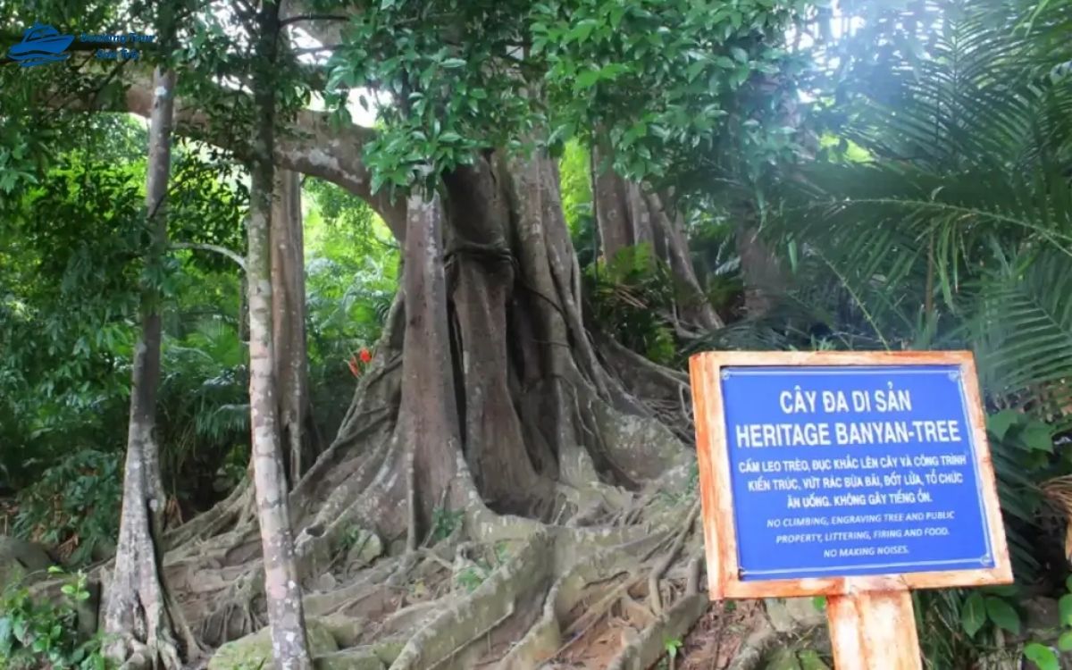 cây đa nghìn năm Sơn Trà