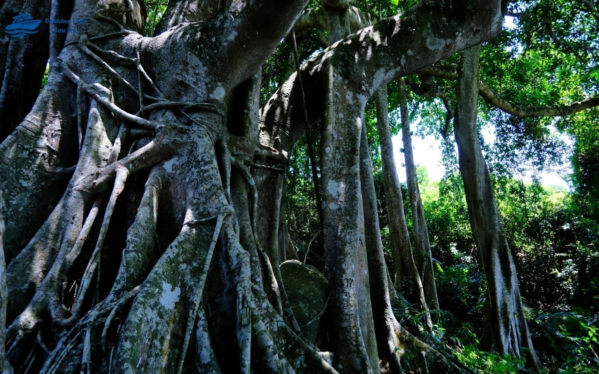 Cây đa nghìn năm