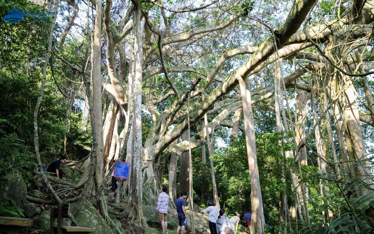 cây đa nghìn năm Sơn Trà