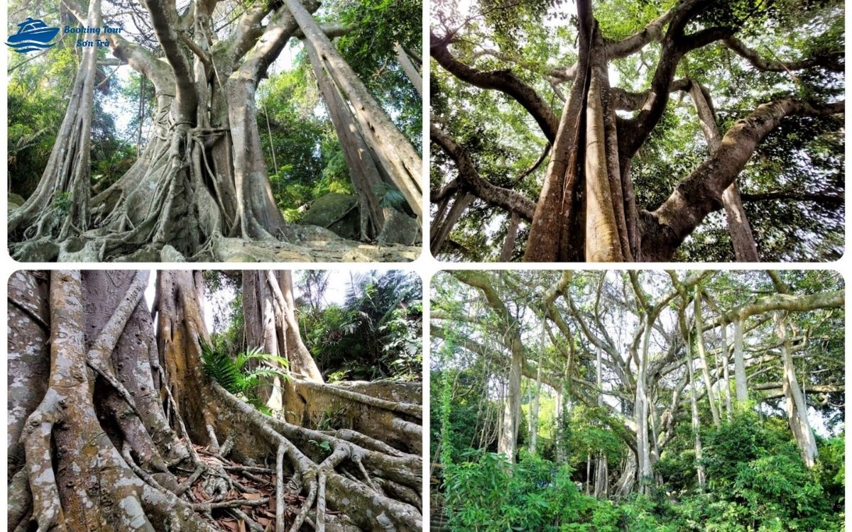 Cây đa nghìn năm Sơn Trà