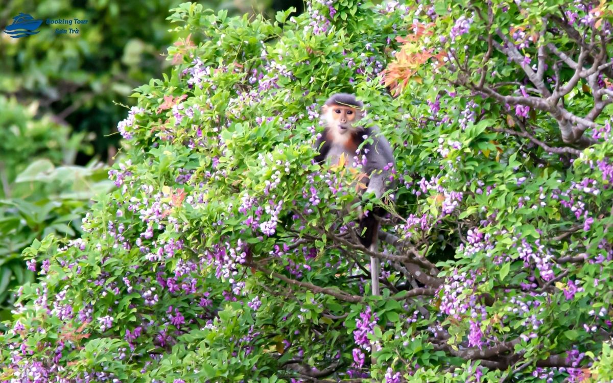 Du lịch bán đảo Sơn Trà vào mùa khô đẹp nhất