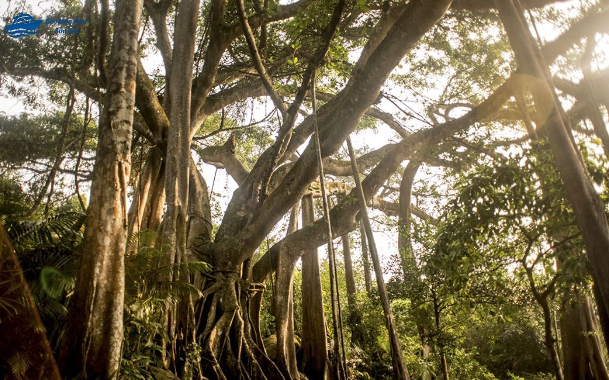 Cây đa nghìn năm là cây đa di sản của Việt Nam