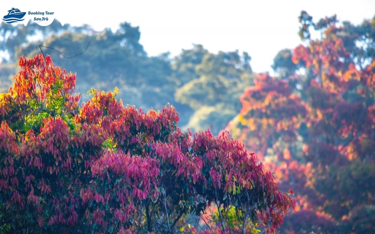 Bán đảo Sơn Trà mùa thay lá rực rỡ