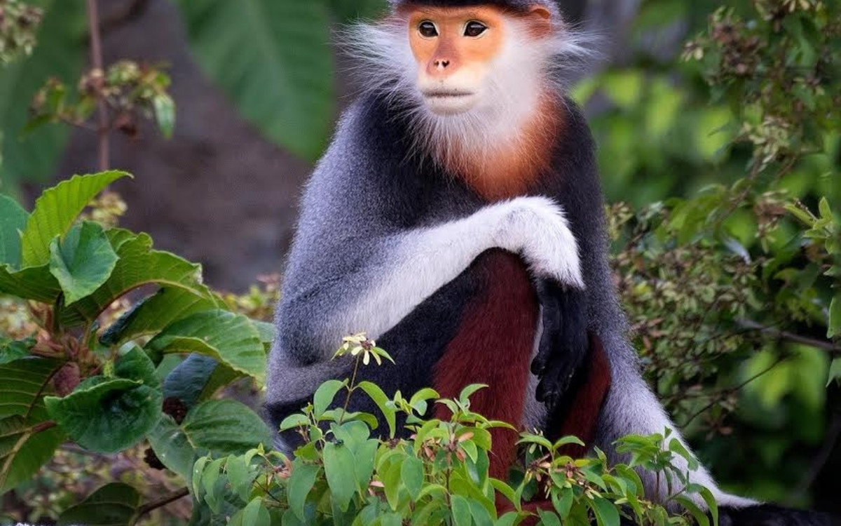 Bán đảo Sơn Trà Đà Nẵng: Cẩm nang khám phá trọn vẹn "Viên ngọc quý" 13 Săn ảnh Voọc Chà Vá Chân Nâu tại Bán đảo Sơn Trà Đà Nẵng