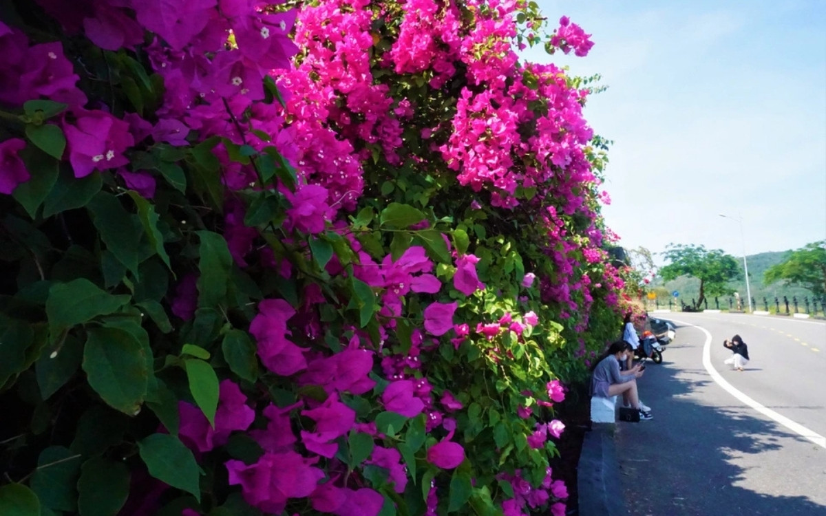 Hoa giấy Sơn Trà: "Nàng thơ" tháng 3 và bí kíp check-in cực phẩm 1 Hoa giấy Sơn Trà bắt đầu rộ sắc tím đầu mùa vào tháng 3