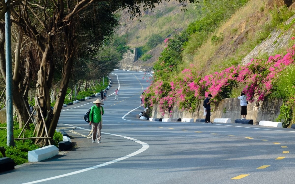 Hoa giấy Sơn Trà: "Nàng thơ" tháng 3 và bí kíp check-in cực phẩm 3 Hoa giấy nở rộ tại cung đường Hoàng Sa, Sơn Trà, Đà Nẵng