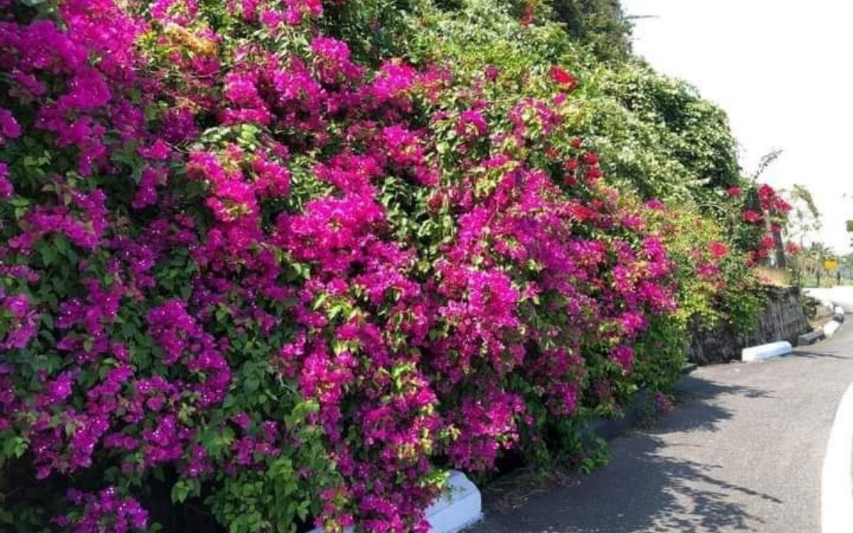 Hoa giấy Sơn Trà: "Nàng thơ" tháng 3 và bí kíp check-in cực phẩm 4 Săn hoa giấy Sơn Trà vào buổi sáng với ánh nắng siêu đẹp