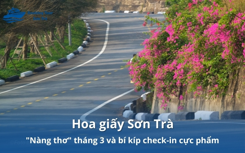 Hoa giấy Sơn Trà: "Nàng thơ" tháng 3 và bí kíp check-in cực phẩm 2 Hoa giấy Sơn Trà: "Nàng thơ" tháng 3 và bí kíp check-in cực phẩm