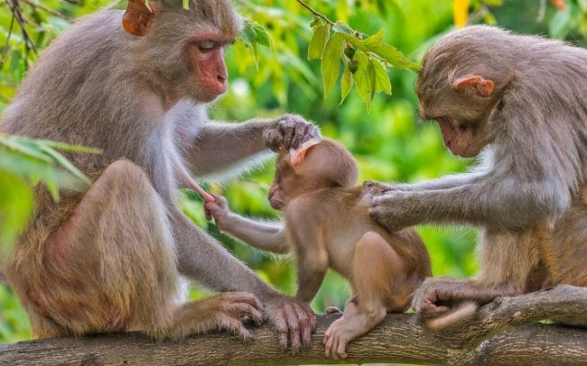 Khỉ Sơn Trà: Giải mã Núi Khỉ và cách quan sát Voọc Chà Vá Chân Nâu 1 Khỉ vàng là một loài khỉ phổ biến nhất trên Bán đảo Sơn Trà