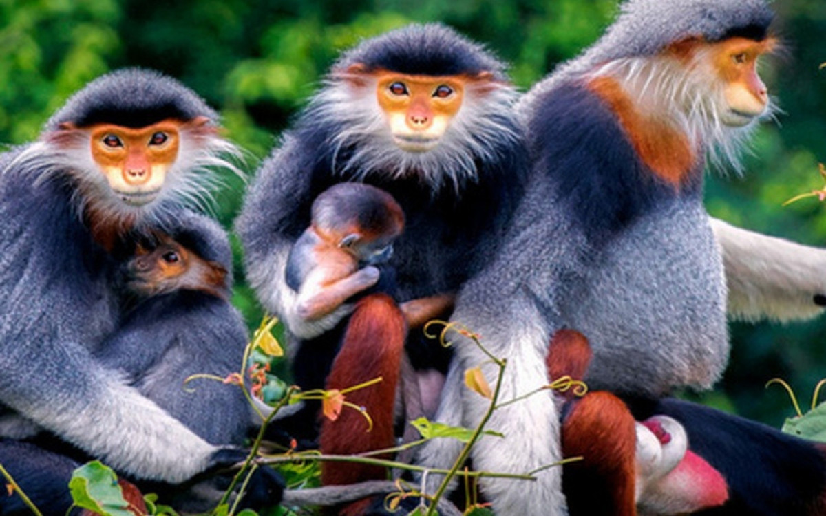 Khỉ Sơn Trà: Giải mã Núi Khỉ và cách quan sát Voọc Chà Vá Chân Nâu 2 Một loài Khỉ Sơn Trà quý hiếm là Voọc Chà Vá Chân Nâu