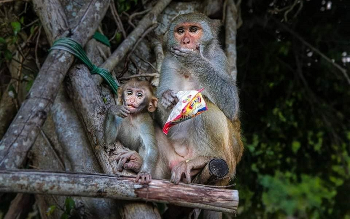 Khỉ Sơn Trà: Giải mã Núi Khỉ và cách quan sát Voọc Chà Vá Chân Nâu 5 Không nên cho Khỉ Sơn Trà ăn khi đi quan sát