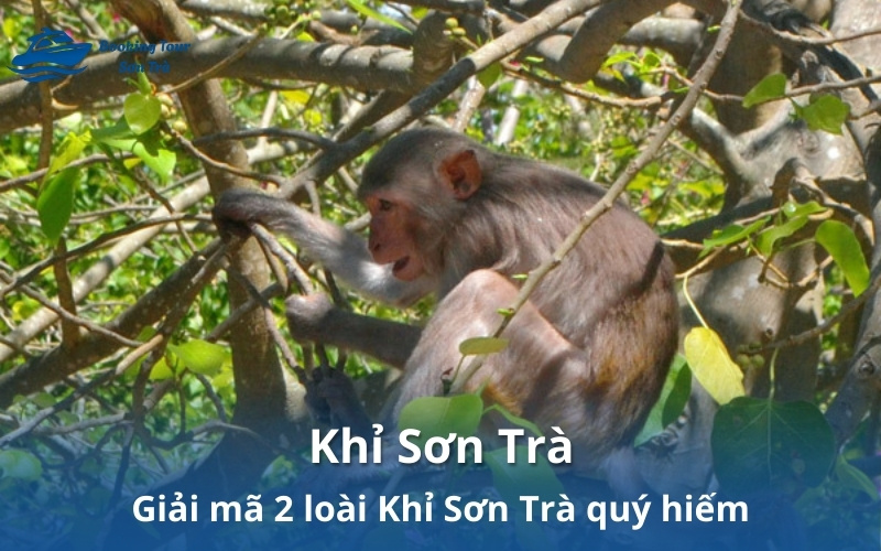 Khỉ Sơn Trà: Giải mã Núi Khỉ và cách quan sát Voọc Chà Vá Chân Nâu 6 Khỉ Sơn Trà: Giải mã Núi Khỉ và cách quan sát Voọc Chà Vá Chân Nâu