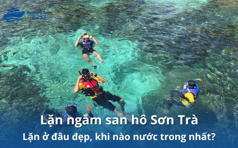 Lặn ngắm san hô Sơn Trà ngắm thế giới san hô rực rỡ sắc màu