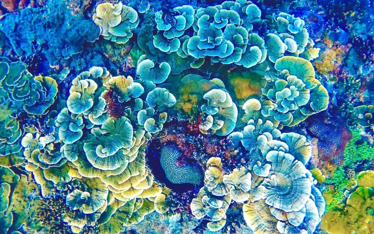 Hệ sinh thái hơn 54 loài san hô đa dạng ở bán đảo