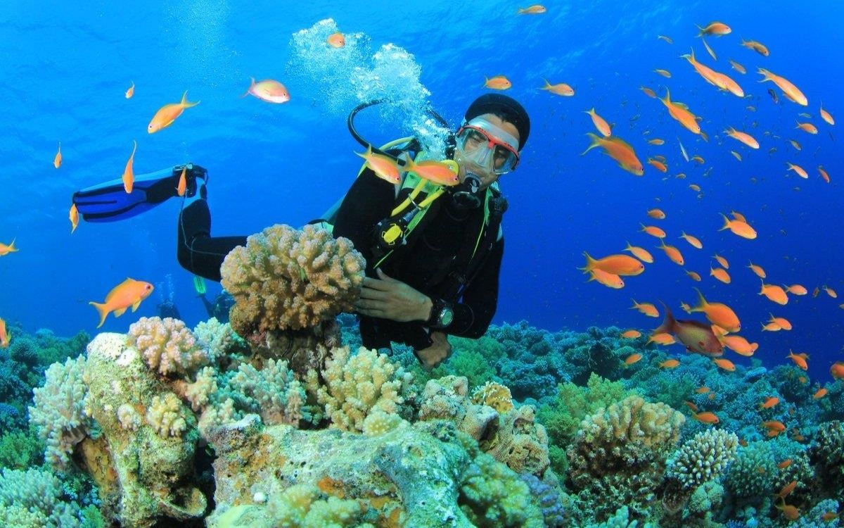 Bãi Bụt có hệ sinh thái đa dạng, rực rỡ sắc màu