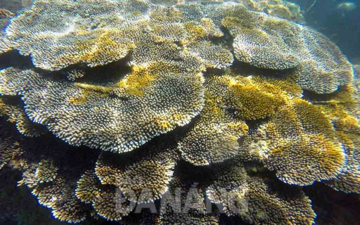 Bãi Nam nổi tiếng bởi vẻ đẹp trên bờ và sự sống dưới nước