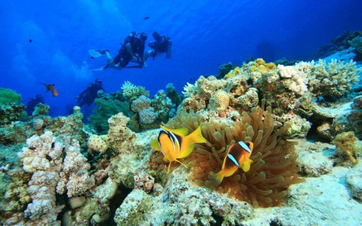 San hô ở bãi Nghê nguyên sơ, phong phú, ít bị khai thác hơn các bãi khác