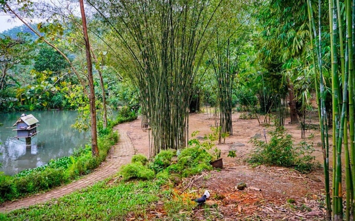 Sơn Trà Tịnh Viên Đà Nẵng: Cẩm nang khám phá chốn Tịnh Viên tre trúc 1 Khung cảnh Sơn Trà Tịnh Viên bình yên, tĩnh lặng