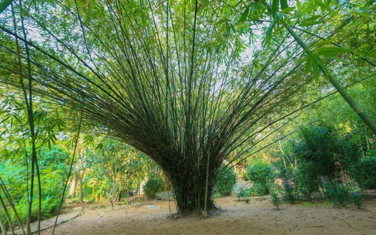 Sơn Trà Tịnh Viên Đà Nẵng: Cẩm nang khám phá chốn Tịnh Viên tre trúc 6 Sơn Trà Tịnh Viên là nơi lưu giữ hơn 100 loài tre quý giá