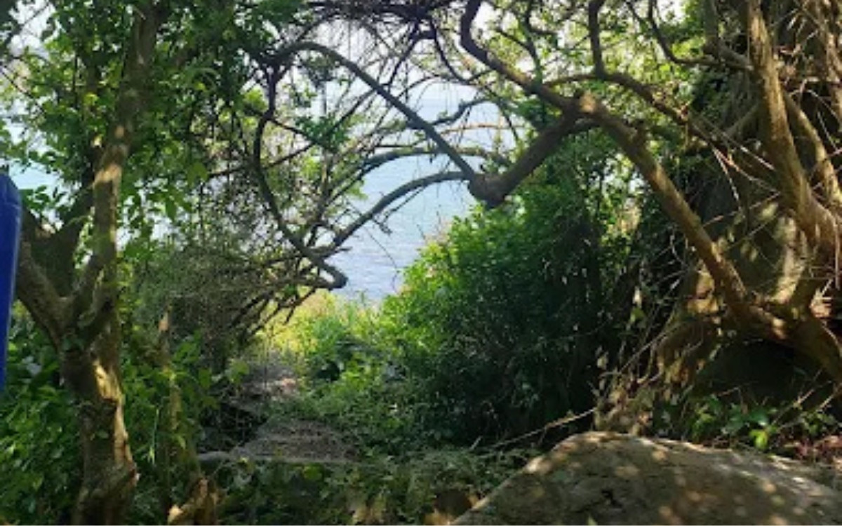 Suối Ôm Sơn Trà: Cẩm nang chinh phục và quy định mới nhất 2026 4 Sống ảo cùng các cây cổ thụ tại Suối Ôm Sơn Trà