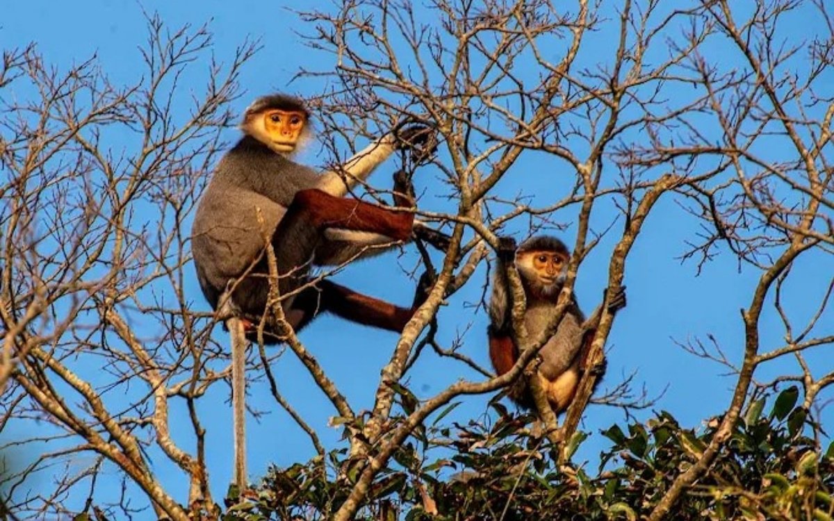 Suối Ôm Sơn Trà: Cẩm nang chinh phục và quy định mới nhất 2026 6 Săn ảnh Voọc Chà Vá Chân Nâu tại Suối Ôm Sơn Trà
